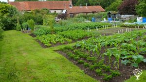 Vegetable growing area