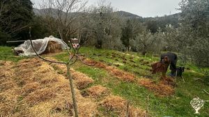 No dig potato planting