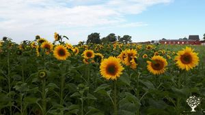 Family farm near the Baltic Sea