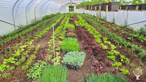 Organic Fruits et Vegetables . Transformation et Conserves