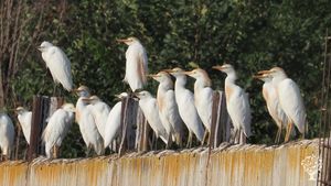 Garcillas. Ave de la zona.