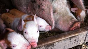 16 acre farm that focuses on sustainability through integrated livestock and veggie production