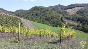 Azienda vitivinicola biologica sull'appennino Tosco Romagnolo