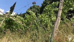 Vigna bio dinamica - biodynamisches Weingut