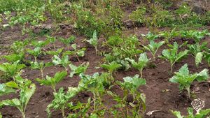 COMMUNITY ORGANIC FARM.
