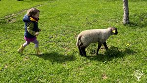 Verger de pommiers avec moutons et poules, cidrerie, pepiniere et potager