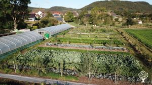 Regenerative Landwirtschaft - Marktgarten - Weidehühner