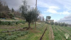 Le prime linee agroforestali