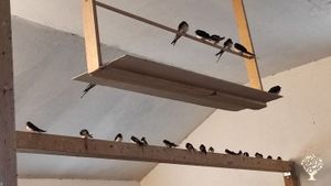 Naturland  Bauernhof mit Kühen, Ziegen, Hühnern, Enten, Gänsen, wir arbeiten mit Pferden