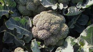 Family home and garden - rural, smallholding, market garden, orchard, farm