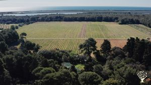 Domaine viticole Bio/Nature nous développons une agriculture régénérative par l' agro-foresterie .