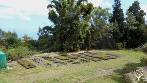 Production de plantes médicinales dans les Hauts de la Réunion
