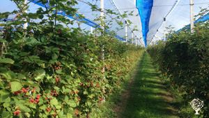 Biodynamic smallfruits farm