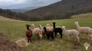 Fibre Farm and Smallholding