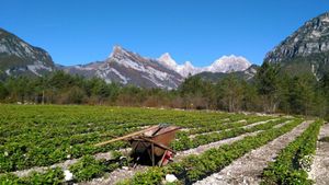 Azienda agricola situata nelle Dolomiti, produce piante officinali, piccoli frutti ed alleva api