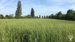 Agroforestazione, agricoltura rigenerativa, eventi e ospitalità in agriturismo