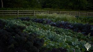The Market Garden: Kale is a big part of our crops