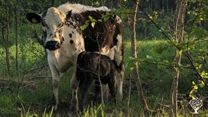 One of our cows with her newborn calf.