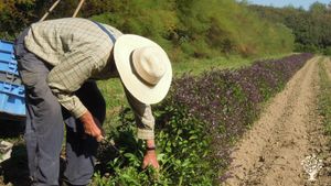 Ferme biologique au coeur de la baie d'Audierne. Plantes aromatiques et médicinales PPAM.