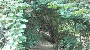 Entrez dans le Bois des Fées et qui sait qui vous y rencontrerez?....