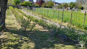 Culture de petits fruits et habitat groupé. Bienvenue pour découvrir tout ça!