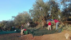 Casa familiare e giardino - rurale, Fattoria non professionale, Fattoria amatoriale
