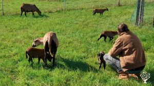 Holistic planned grazing:  sheep, chicken and trees in symbiosis