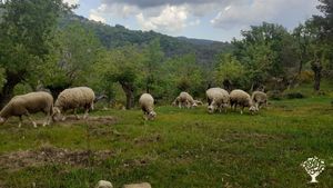 Ferme biologique certifier AB & Ecocert