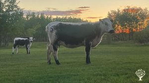 Family farm that is a small operation that is growing and direct markets to consumers.