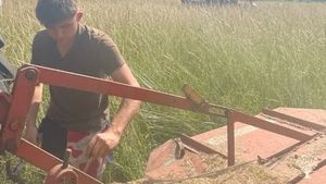 A. NATURAL ALIGNMENT CHOLOS