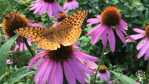 Organic and Permaculturally-orientated garden of fruit trees, vegetables, and ornamental plantings