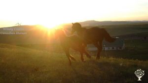 Purebred Canadian Horses