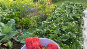 Northern Roots Gardens are home of Transform Your Yard into a Food Garden Mentorship program.