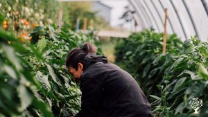 Ferme maraîchère biologique