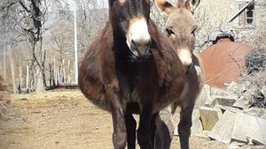 Allevamento bovini, Ranch di cavalli, Allevamento di bestiame, Fattoria di famiglia