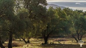 Realtà agricola locale della media valle del fiume Tenna. Gestiamo con amore un uliveto familiare.