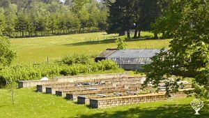 Grand jardin potager en permaculture depuis 2021, forêts