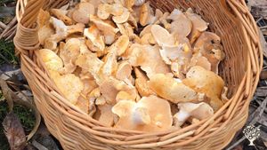 Organic farm in peaceful countryside focused on sustainability, community living, and hands-on learn