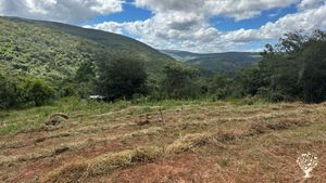 Agroforesty organic small farm in the beautiful Jequitinhonha Valley