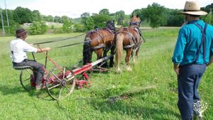 Lieu d'accueil, de maraichage et travail avec les chevaux...