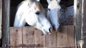 Ferme équestre, poney club, tourisme équestre, gîte.
