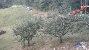 Apicoltura e non solo