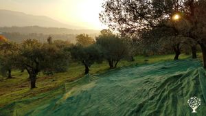 Natural wine and olive oil production