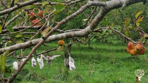 Organic Orchard, busy with establishing permaculture to get a healthy balance on our land
