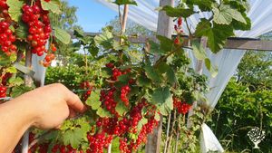 Biologisch kleinfruit en sierheester bedrijf met rode bessen en rozenbottels