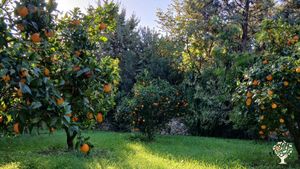 Organic agroforestry
