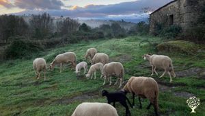 Organic farm  at the foot of the Serra Estrella - Bio Bauernhof am Fuße der Serra Estrella
