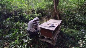 Sustainable Bee Farm in the middle of the ocean / Azores