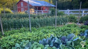 Homestead, Market Garden, No-till Farm