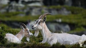 Small organic farm, Cheesemaking and woodwork, Livestock farm, Agritourism Destination, Family farm